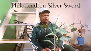 Philodendron Silver Sword #philodendron #plant #lifestyle