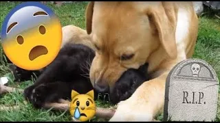 DOG EATS CAT 😱😨😰 BONES CRACKING 😿😿😿