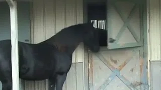 'Houdini horse' is an escape artist