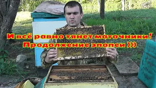 И всё равно семья тянет маточники! Продолжение эпопеи!