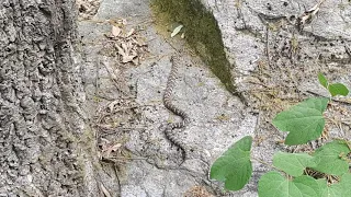 산행중 독사(칠점사, 뱀) 발견. 뱀 조심하세요.