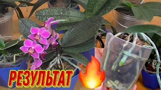 ☝️ ПРОСТАЯ ДЕТАЛЬ и КОРНИ ОРХИДЕЙ растут ЖИРНЫЕ КРЕПКИЕ не гниют🥳