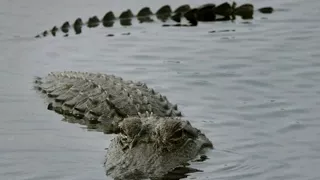 Hundreds of gators captured at Disney