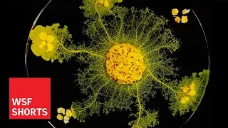 What is Slime Mold and is it Intelligent?
