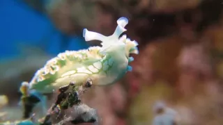 CURIOUS lettuce leaf sea slug