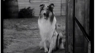 Lassie - Episode #10 - Lassie's Pups - Season 1, Ep 10 - (11/14/1954)