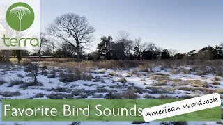Favorite Bird Sounds: American Woodcock