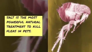 Does Salt Kill Fleas? DIYS for using Salt to kills Fleas | BudgetVetCare