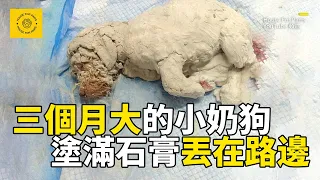 3個月大的小狗，被人塗滿石膏做成雕塑丟在路邊，多處骨折差點失明，被救後依然選擇相信人類