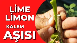 Lime Limon Kalem Aşı Nasıl Yapılır? #tropikaltoprakalanya #misketlimon