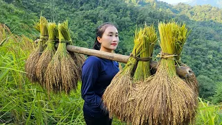 How to Harvest & preserving upland rice - Grow vegetable | Ly Thi Tam