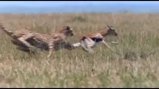 African Cats - Cheetah Hunting