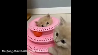 CATS gone CRAZY & Cats Against Other Animals & Heartwarming Kittens & Try Not To Laugh & Cat Fails