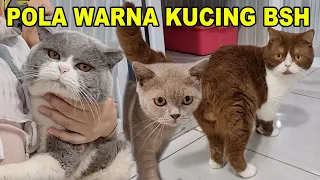 Pola Warna Di Kucing British Shorthaired