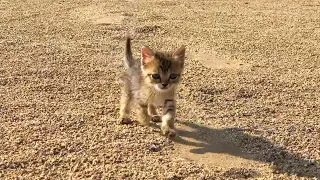 Feeding a Weak & Hungry Stray Kitten