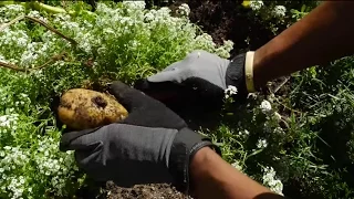 The healing power of plants for Veterans at the Chicago Botanic Garden