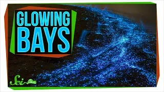 The Secret Behind Bioluminescent Bays