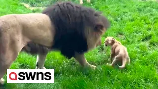 Cute moment lion cub stands up to father picking on him - prompting its mum to get involved | SWNS