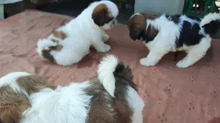 Shih tzu puppies for sale in vijayawada at affordable prices whatsapp me on this no : 9666 42 9693