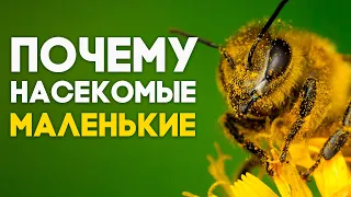 ПОЧЕМУ НАСЕКОМЫХ ГИГАНТОВ НЕ СУЩЕСТВУЕТ? Чем обусловлены размеры насекомого?  Димон и пумба