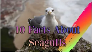 10 Facts About Seagulls