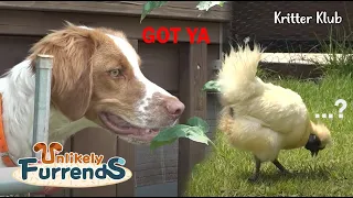 Reason Why Dog Was Obsessed Over A Silkie l Unlikely Furrends Ep 10