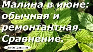 Малина в июне: обычная и ремонтантная. Сравнение