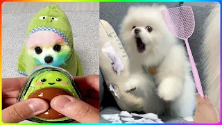 Tik Tok Chó Phốc Sóc Mini 😍 Funny and Cute Pomeranian #476
