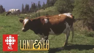 Land & Sea: Aubrey Ellsworth and his Ayrshire cows