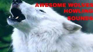 Awesome Wolf Howling Sounds- Wolf Howling compilation-Relaxing Wolf Sounds