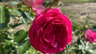 Cyclamen Pierre de Ronsard як квітла у мене ця витка троянда клаймбер першого року в трояндарії