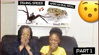 African bullfrog VS Fishing Spider | hilarious Reaction Video