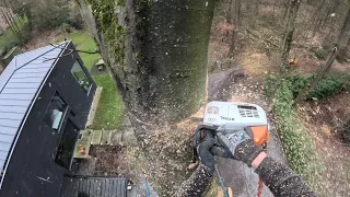 GROS DÉMONTAGE D'UN HÊTRE POURRI / STIHL 661