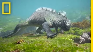 Swim Alongside a Galápagos Marine Iguana | National Geographic