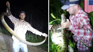 Python vs. gator: Man saves gator from python in Everglades - TomoNews