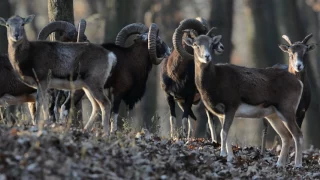 Mouflon Ram hunting in Europe with Passion & Prey