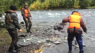 Уничтожение браконьерской сети на реке Быстрая (у поселка Эссо) - Камчатка, сентябрь 2016