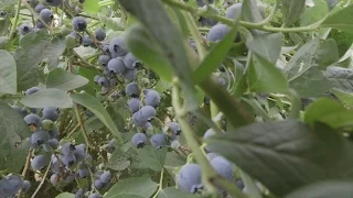 OSU Master Gardener: Fertilizing and Mulching Blueberries