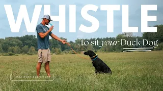 Introducing Your Duck Dog To Whistle Sit