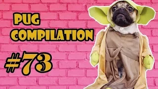 Funny Dogs but only Pug Videos NEW ! | Pug Compilation 73 | Instapugs