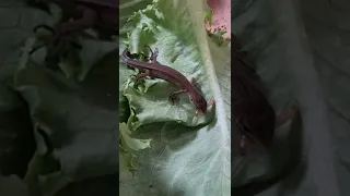 아기 도마뱀 🦎