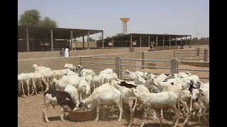 Autosuffisance en moutons : début d'exploitation des blocs de bergerie modernes du PDEPS