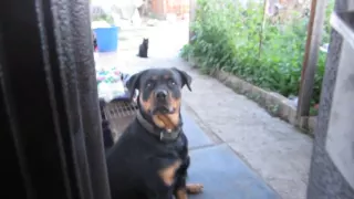 попытка напугать ротвейлера || attempt to scare Rottweiler