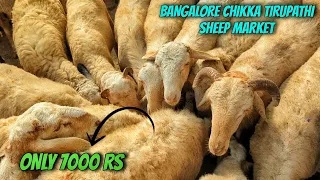 Bangalore chikka tirupathi Saturday goat and sheep market bakrid special 2024