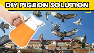 3 Ways To Scare off Pigeons From your Roof That Are Guaranteed To Work