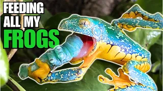 FEEDING ALL MY FROGS: Meet my Baby Frogs + I'm Building a GIANT Frog Terrarium!