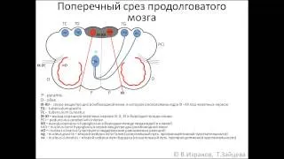 Medulla oblongata (продолговатый мозг)