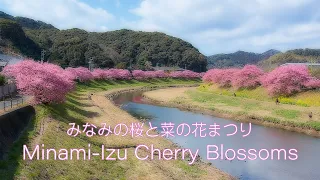 6K UHD | 2月に咲く薄紅色の早咲き桜 | 南伊豆町の河津桜 みなみの桜と菜の花まつり 2022