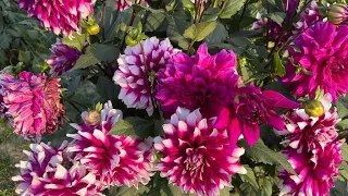 My Dahlia Flower Tour 1M