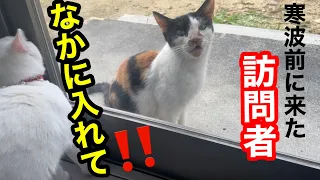 寒波前にやって来た訪問者【三毛猫】【野良猫】＃寒波＃野良猫＃喜界島